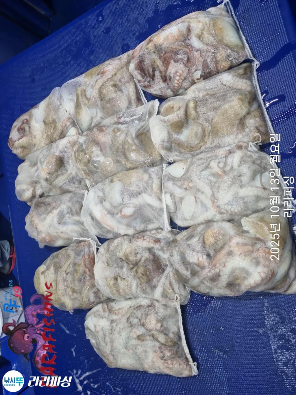 낚시뚜,돌문어,속천항(진해),라라피싱,낚시뚜17