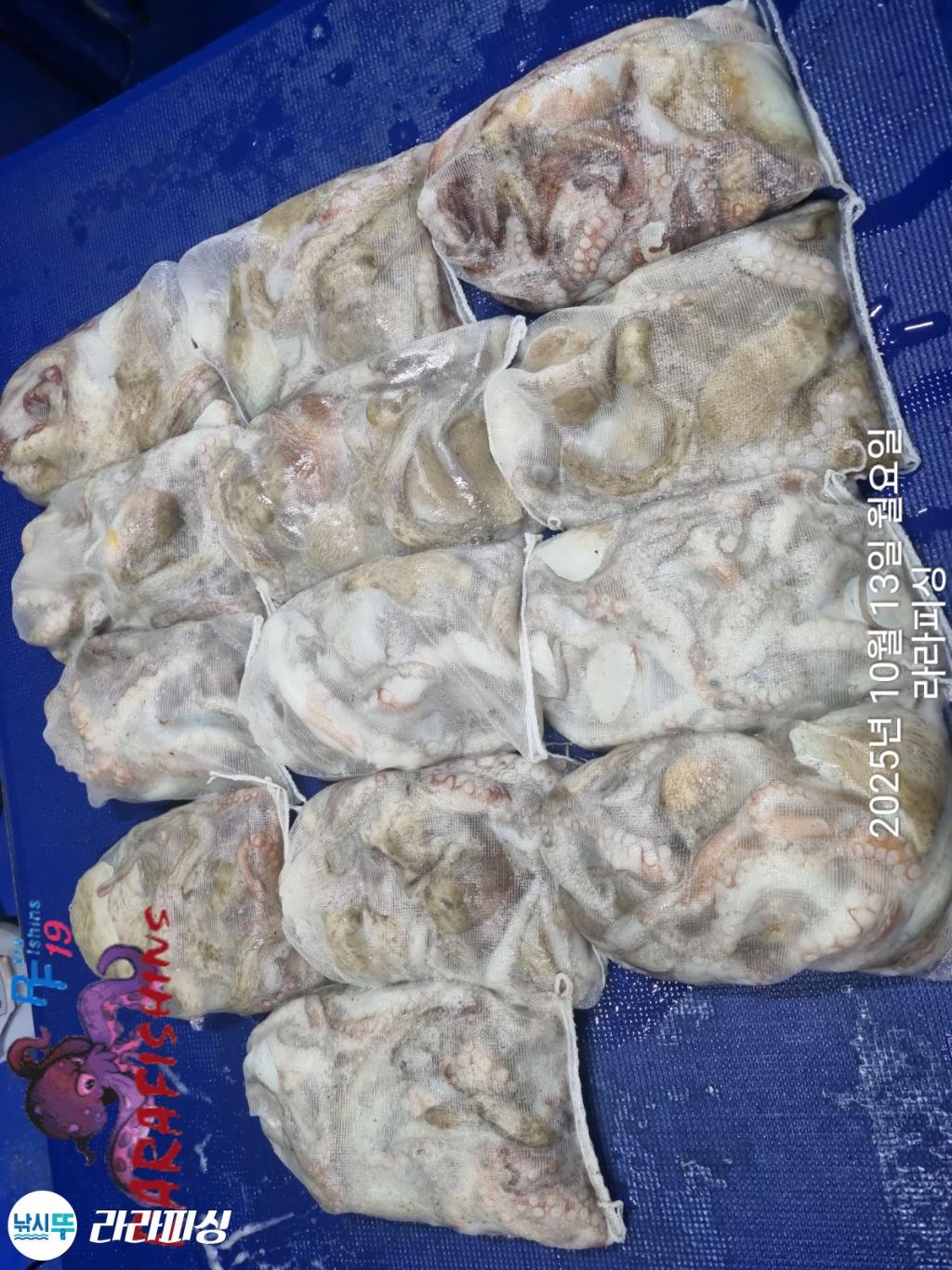 낚시뚜,돌문어,속천항(진해),라라피싱,낚시뚜16