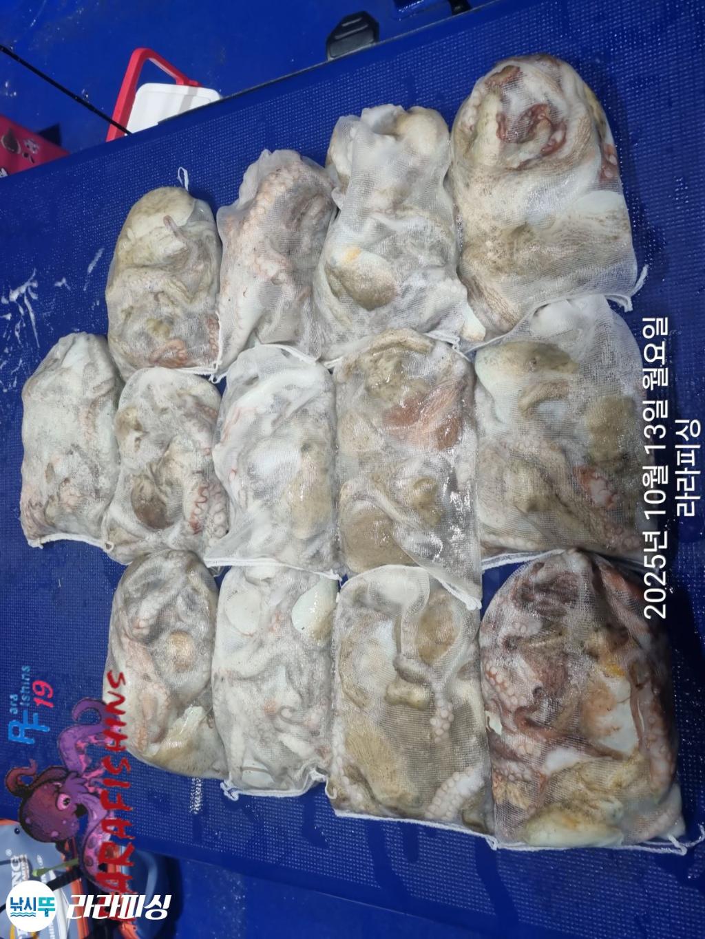 낚시뚜,돌문어,속천항(진해),라라피싱,낚시뚜15