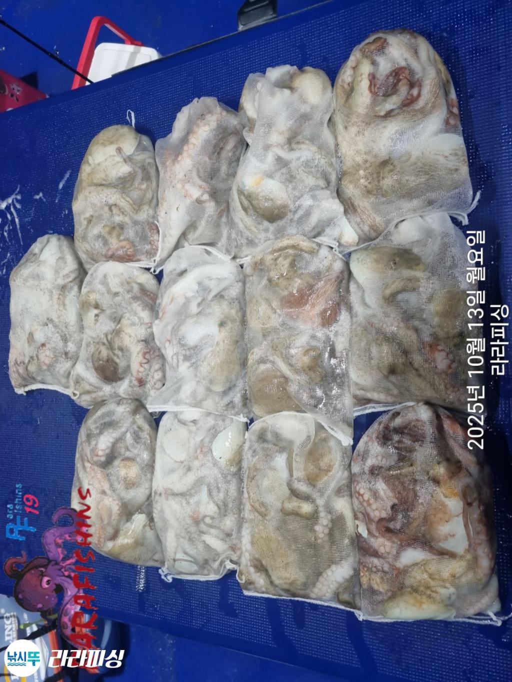 낚시뚜,돌문어,속천항(진해),라라피싱,낚시뚜14