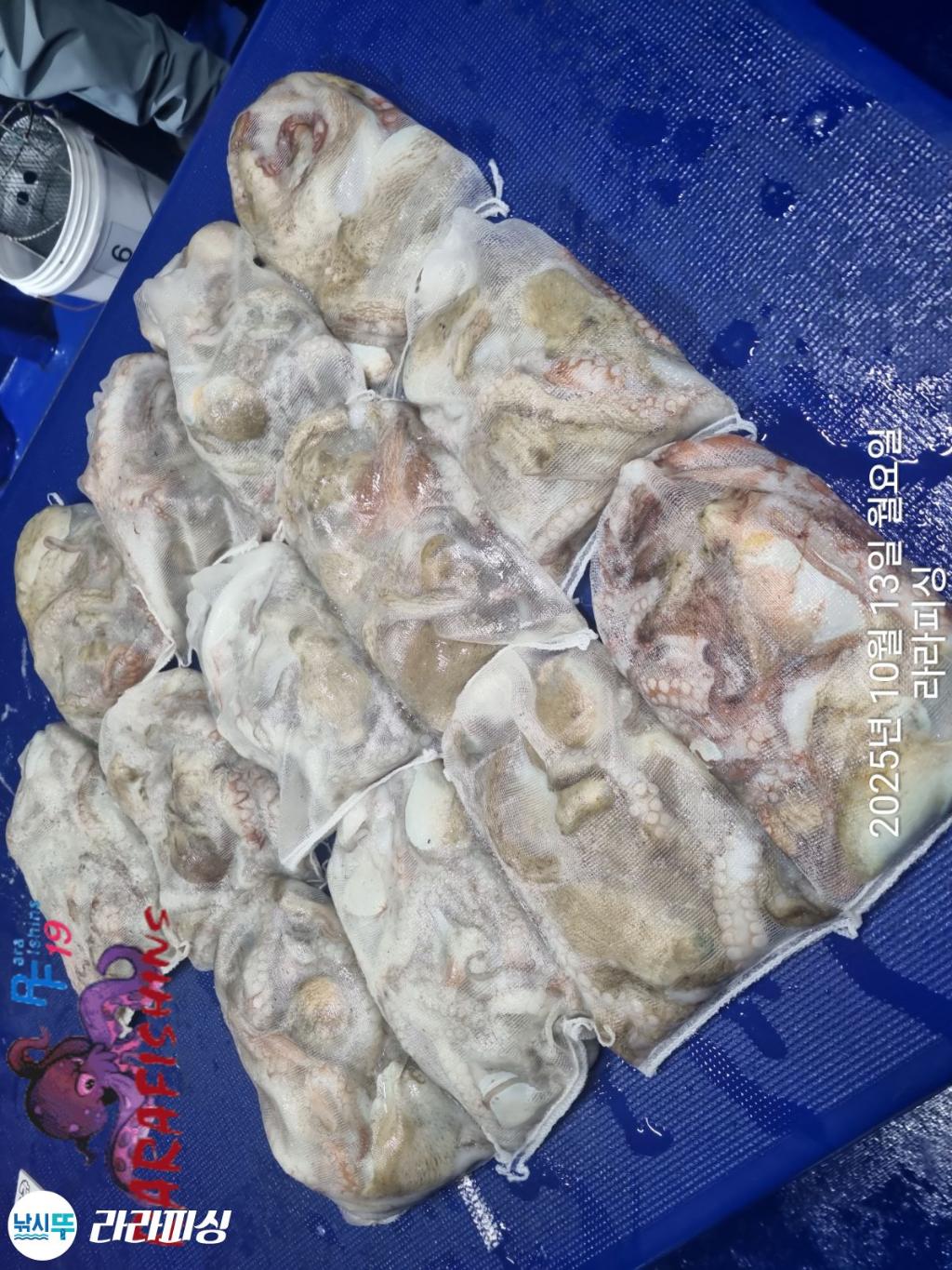 낚시뚜,돌문어,속천항(진해),라라피싱,낚시뚜13