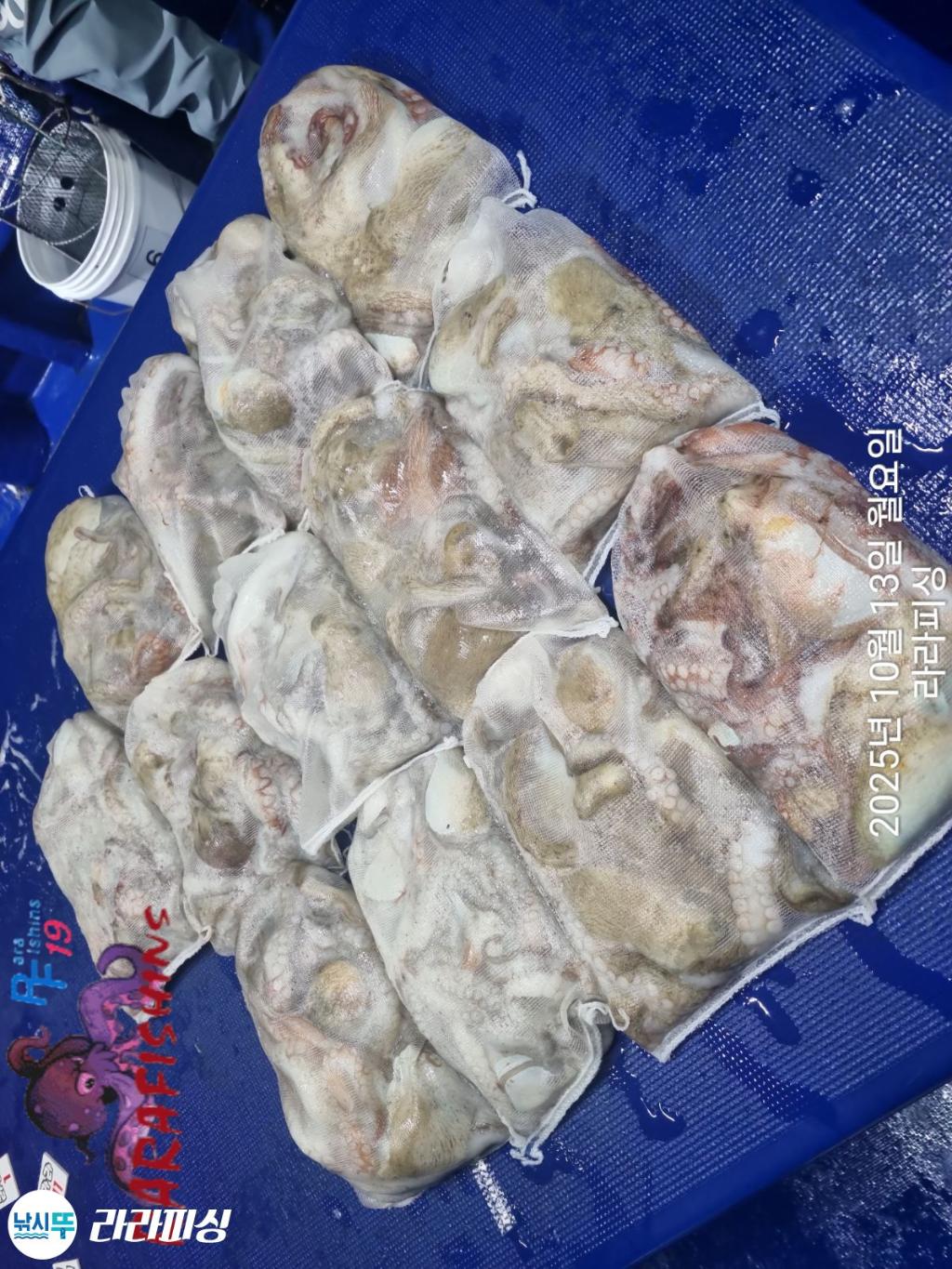 낚시뚜,돌문어,속천항(진해),라라피싱,낚시뚜12