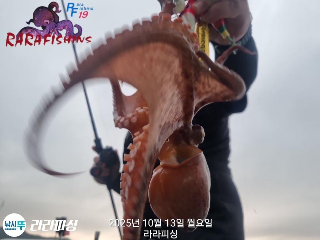 낚시뚜,돌문어,속천항(진해),라라피싱,낚시뚜11