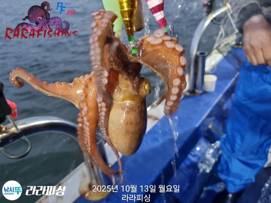 낚시뚜,돌문어,속천항(진해),라라피싱,낚시뚜8