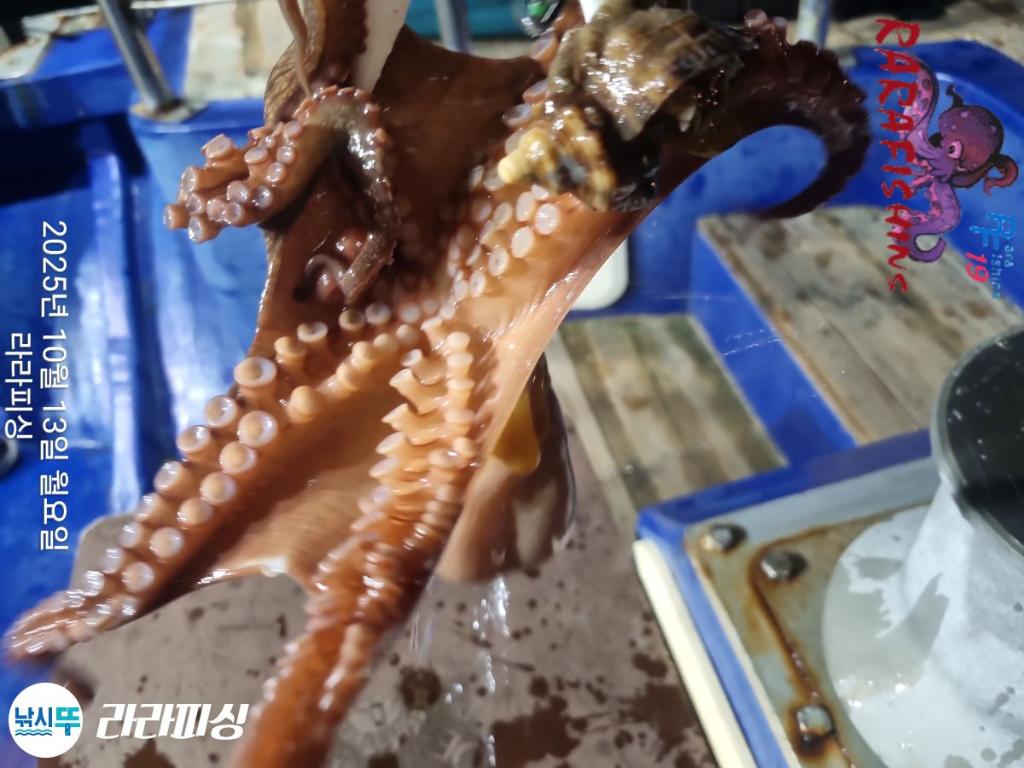 낚시뚜,돌문어,속천항(진해),라라피싱,낚시뚜7