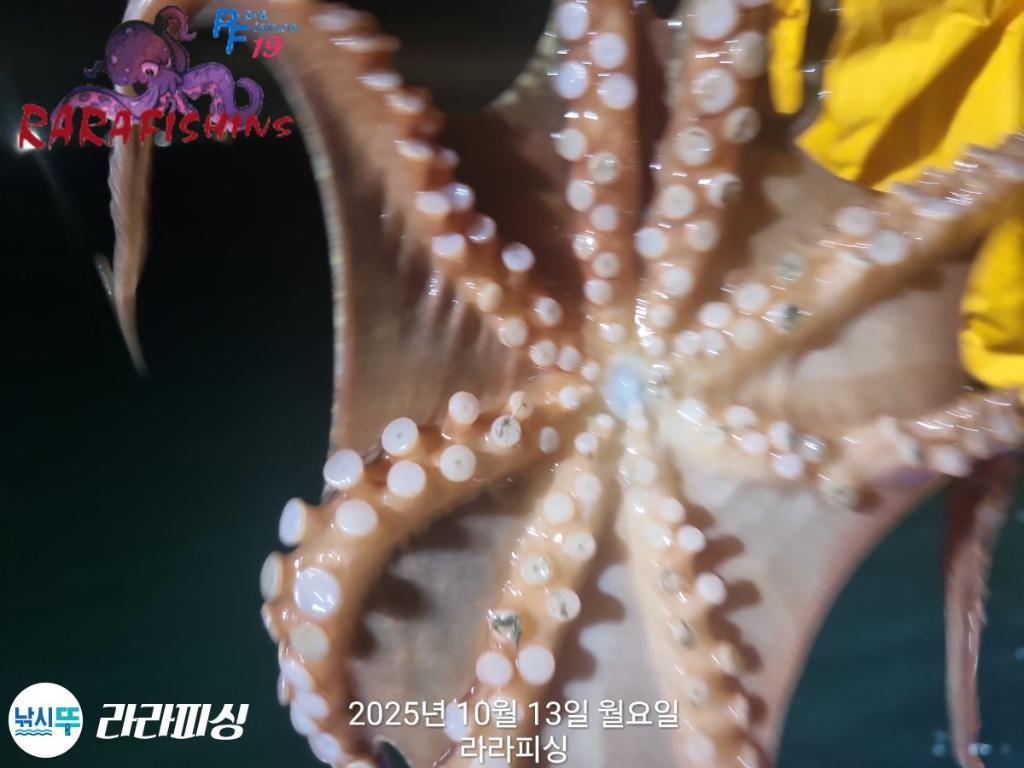 낚시뚜,돌문어,속천항(진해),라라피싱,낚시뚜4