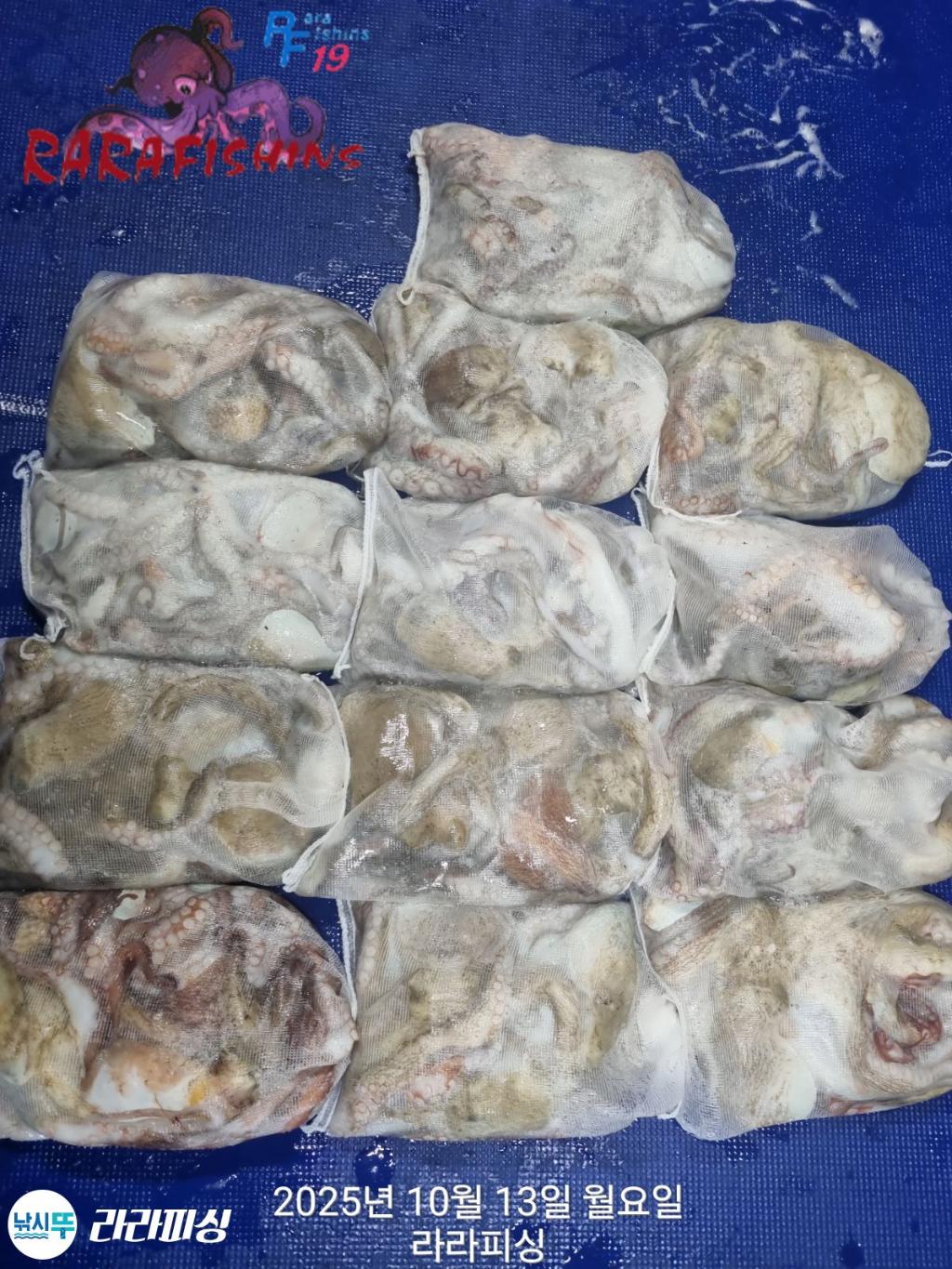 낚시뚜,돌문어,속천항(진해),라라피싱,낚시뚜1
