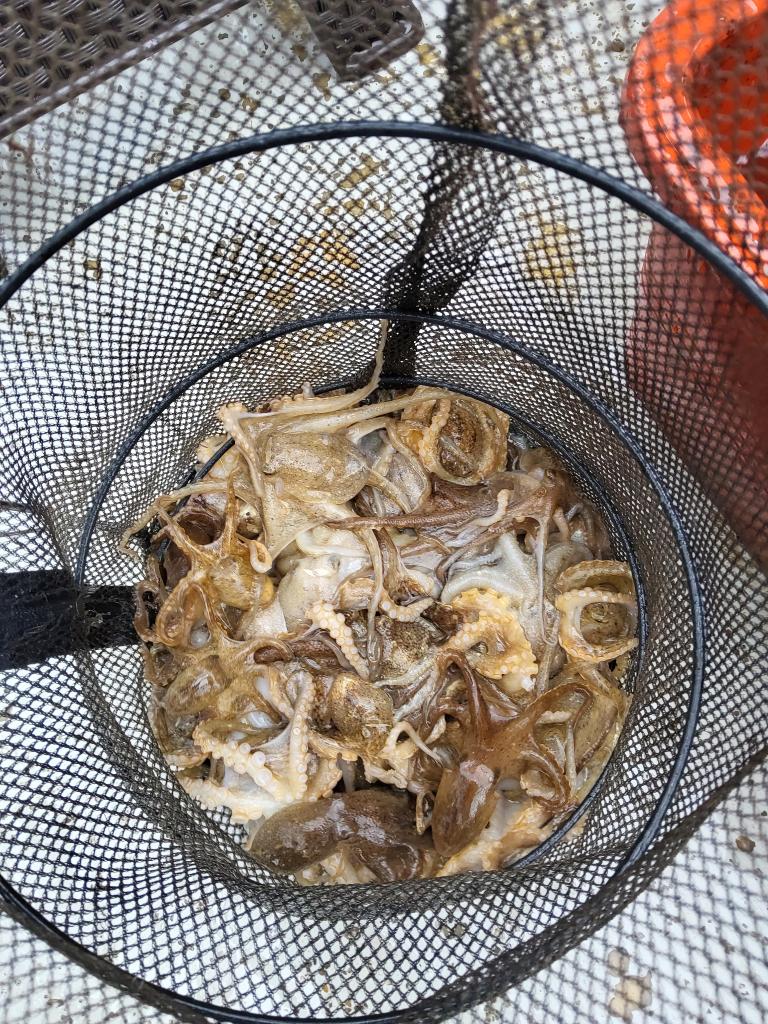 낚시뚜,쭈꾸미,오천항,푸르러호(뉴해양호),낚시뚜4