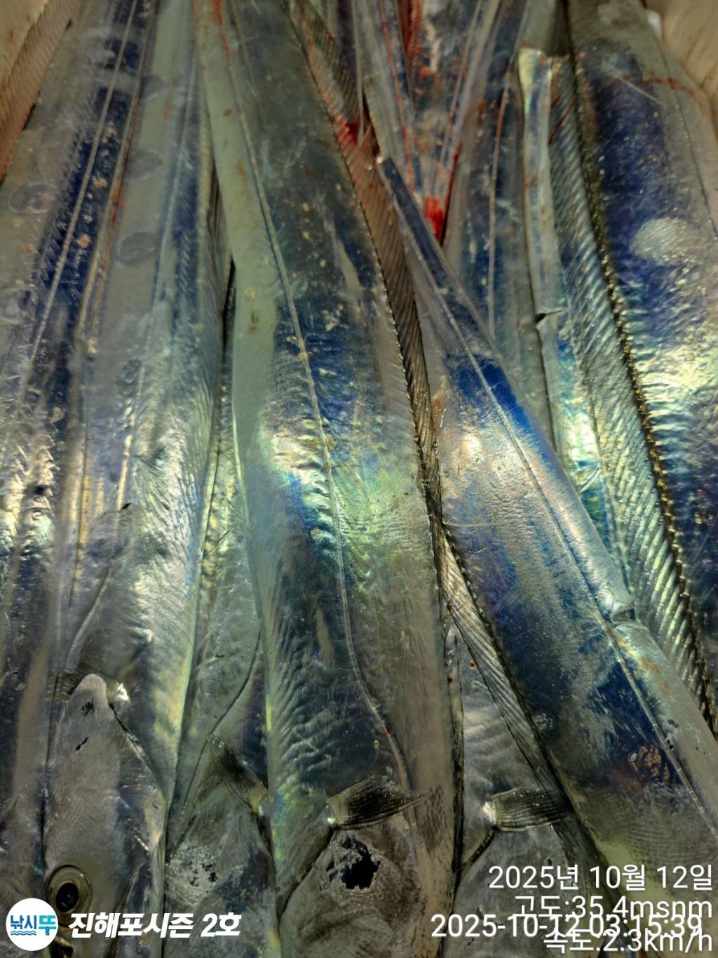 낚시뚜,갈치,진해행암항,진해포시즌 2호,낚시뚜6