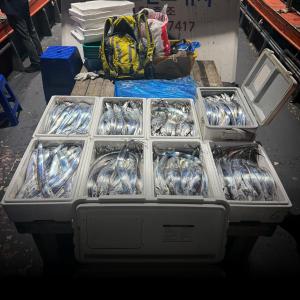 조황, [목포갈치낚시] 13일 내만갈치 조황입니다 목포포인트낚시