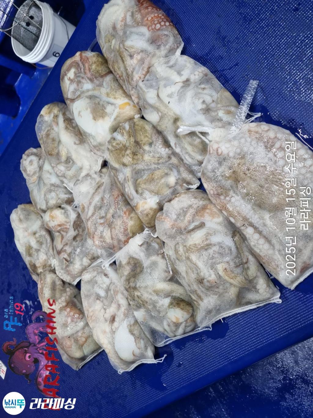 낚시뚜,돌문어,속천항(진해),라라피싱,낚시뚜17