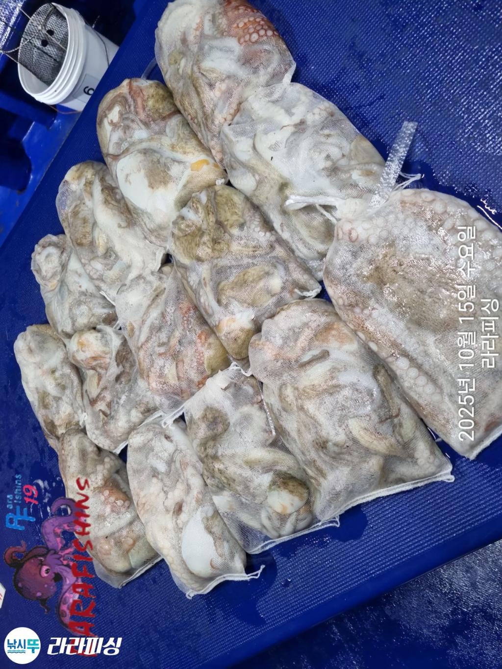 낚시뚜,돌문어,속천항(진해),라라피싱,낚시뚜16