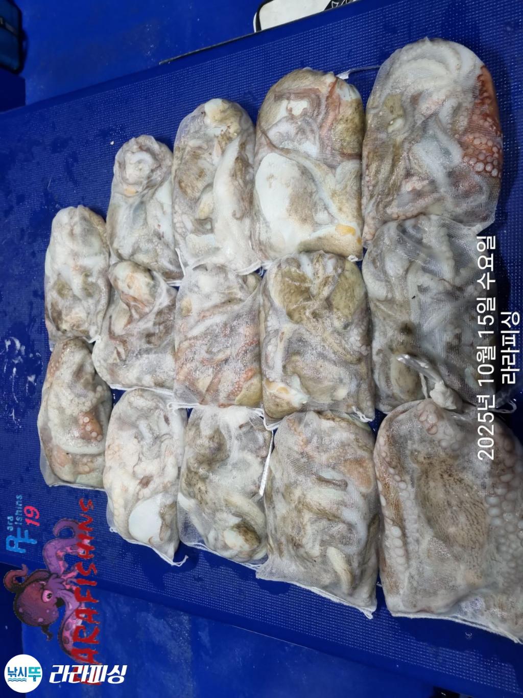 낚시뚜,돌문어,속천항(진해),라라피싱,낚시뚜15