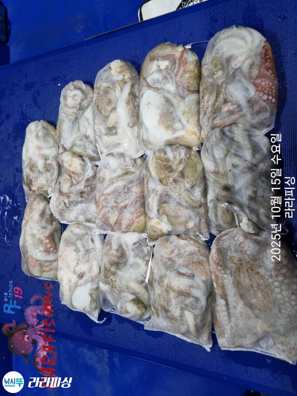 낚시뚜,돌문어,속천항(진해),라라피싱,낚시뚜14