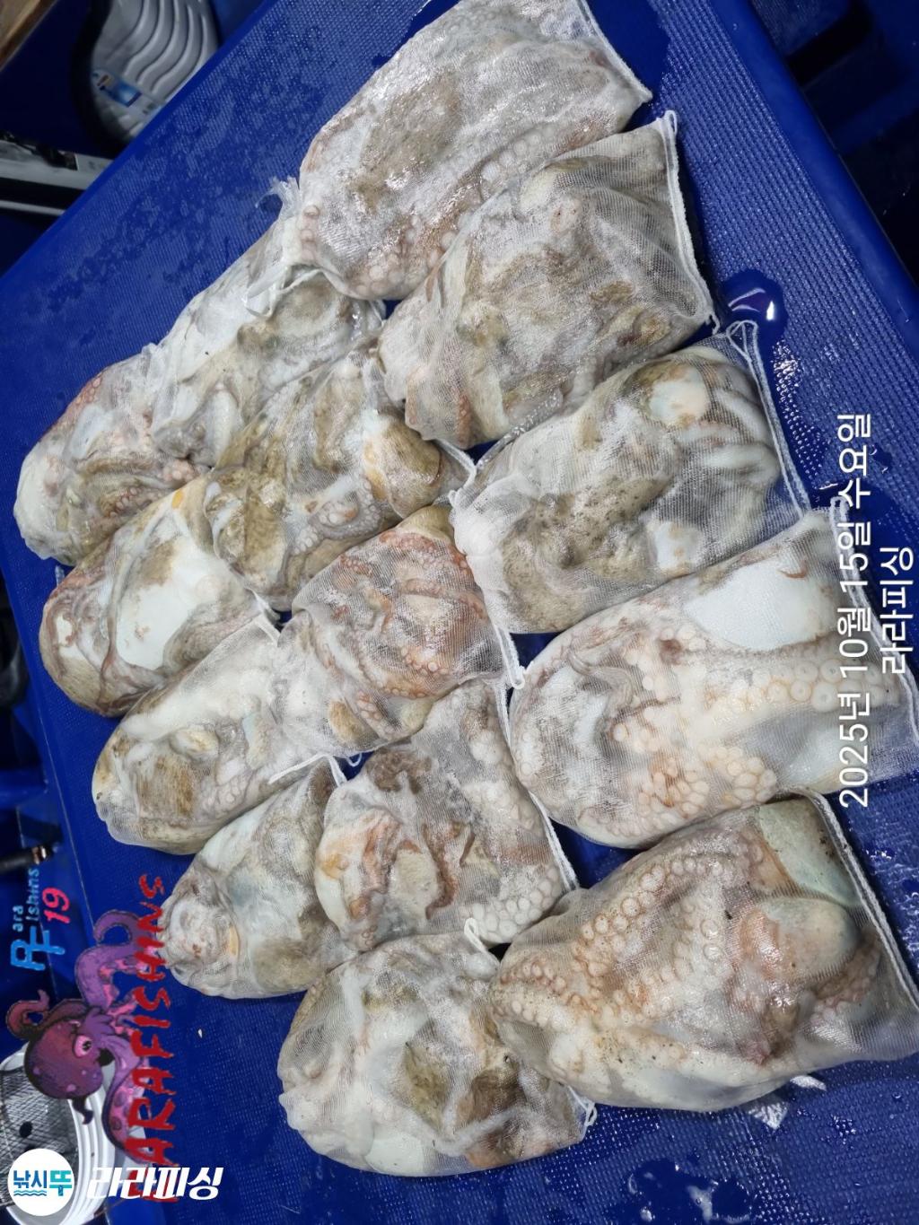 낚시뚜,돌문어,속천항(진해),라라피싱,낚시뚜13