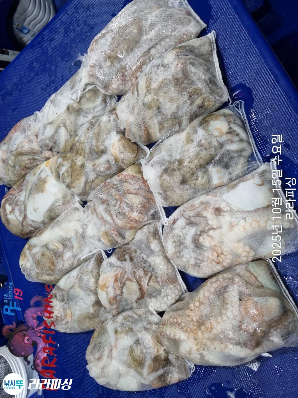 낚시뚜,돌문어,속천항(진해),라라피싱,낚시뚜12