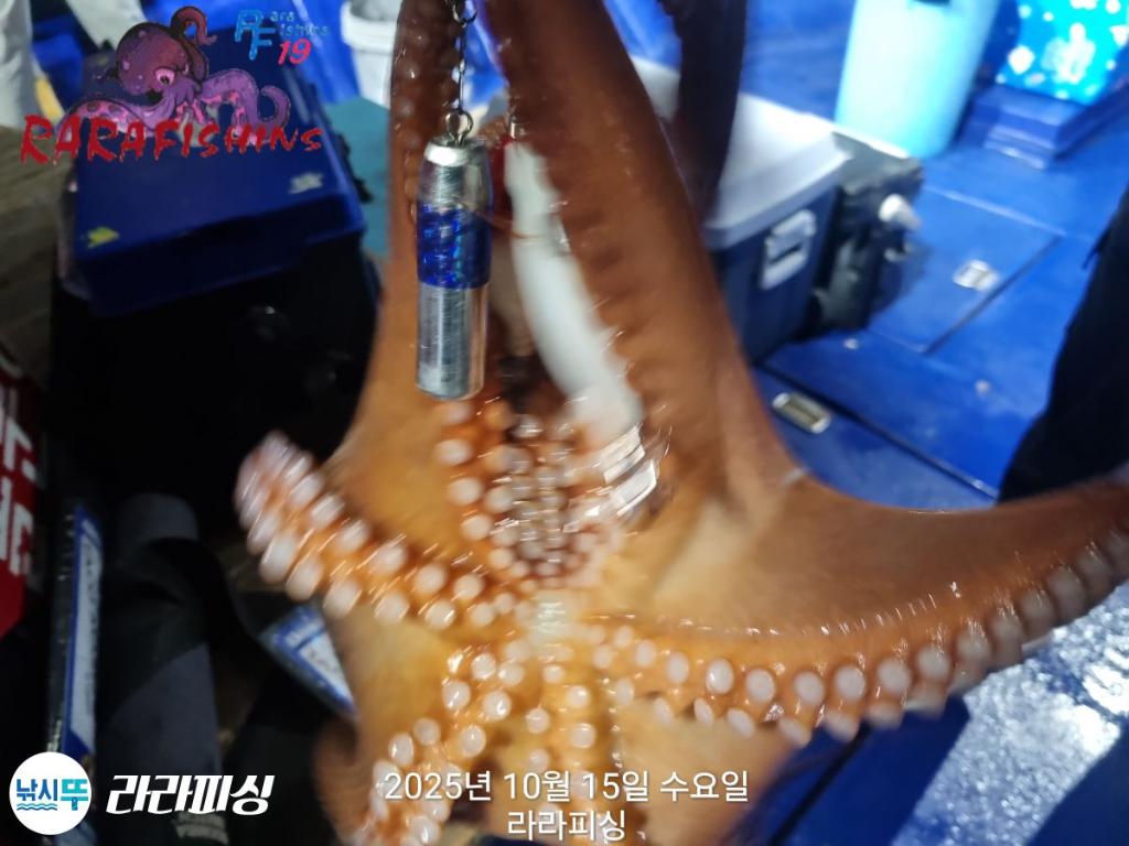 낚시뚜,돌문어,속천항(진해),라라피싱,낚시뚜11