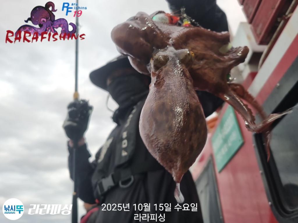 낚시뚜,돌문어,속천항(진해),라라피싱,낚시뚜3