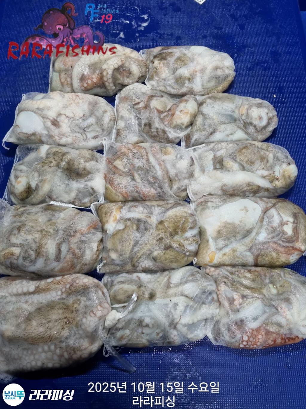 낚시뚜,돌문어,속천항(진해),라라피싱,낚시뚜1