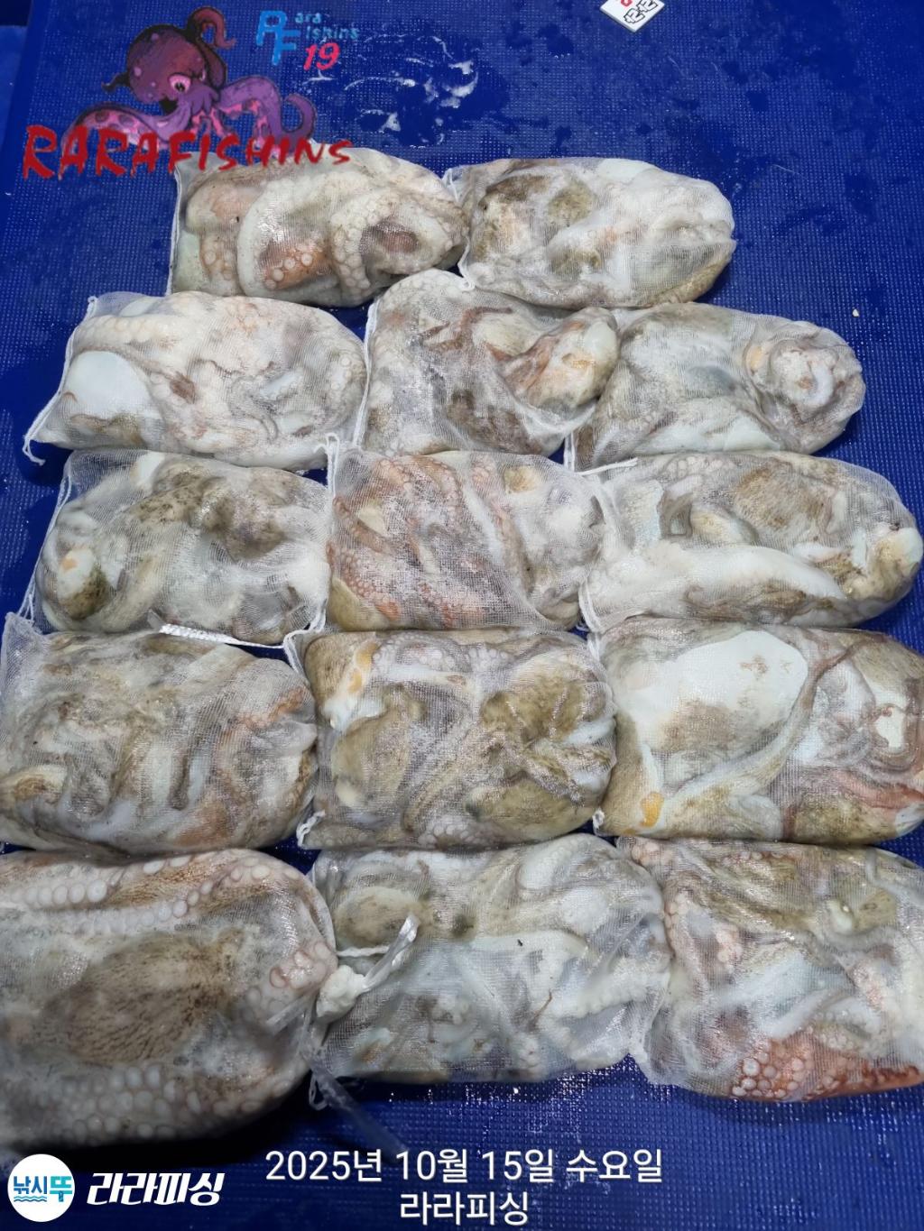 낚시뚜,돌문어,속천항(진해),라라피싱,낚시뚜0