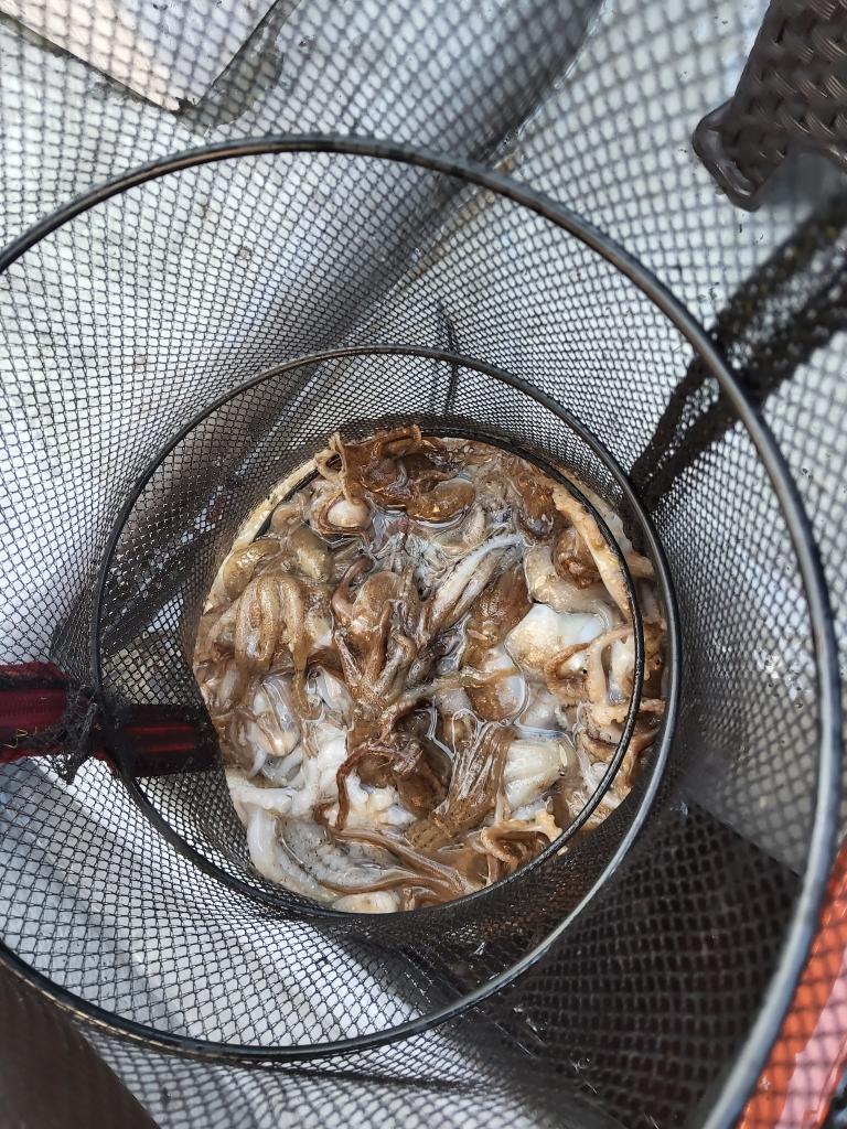 낚시뚜,쭈꾸미,오천항,푸르러호(뉴해양호),낚시뚜0