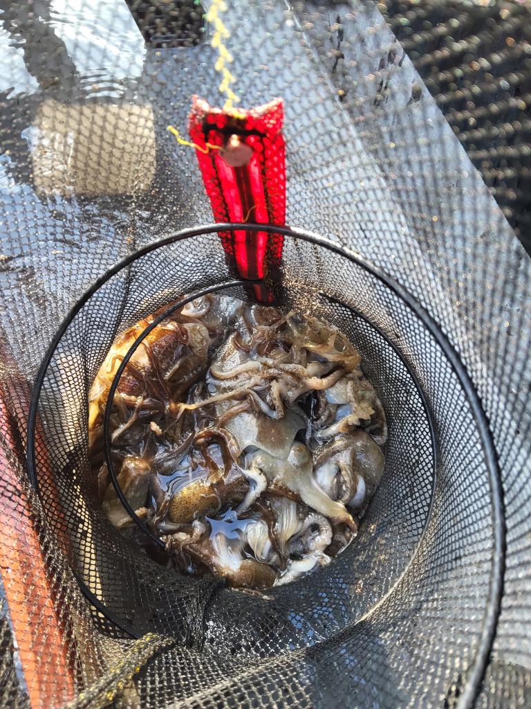 낚시뚜,쭈꾸미,오천항,푸르러호(뉴해양호),낚시뚜1