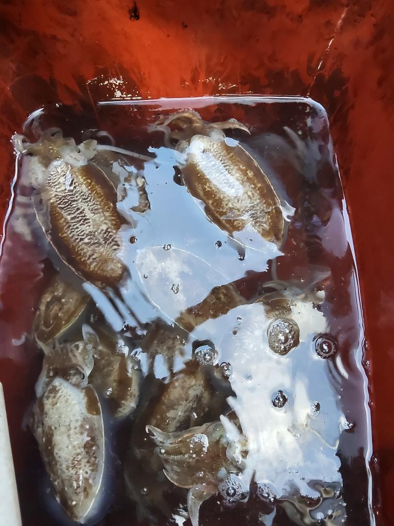 낚시뚜,쭈꾸미,오천항,푸르러호(뉴해양호),낚시뚜3