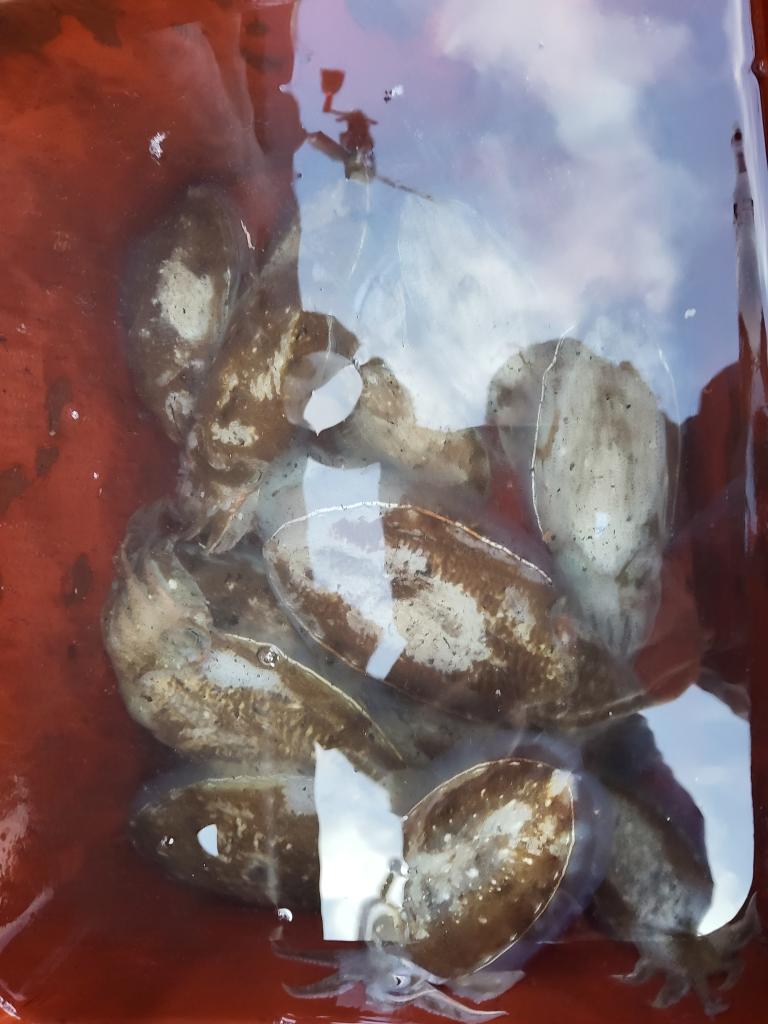 낚시뚜,쭈꾸미,오천항,푸르러호(뉴해양호),낚시뚜6