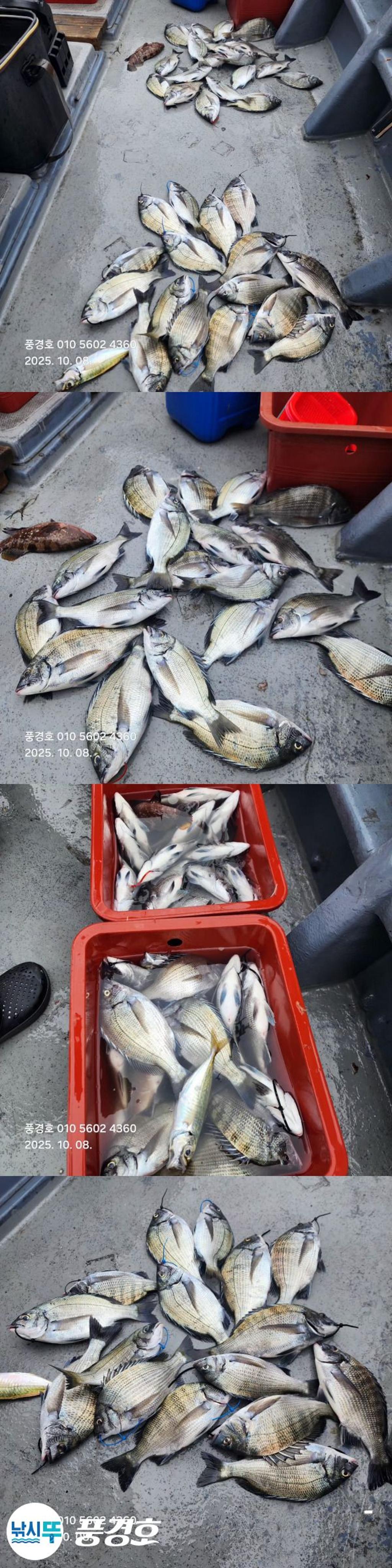 낚시뚜,감성돔,진해 안골항,풍경호,낚시뚜3