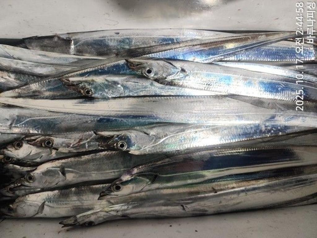 낚시뚜,갈치,속천항(진해),바루나피싱,낚시뚜2