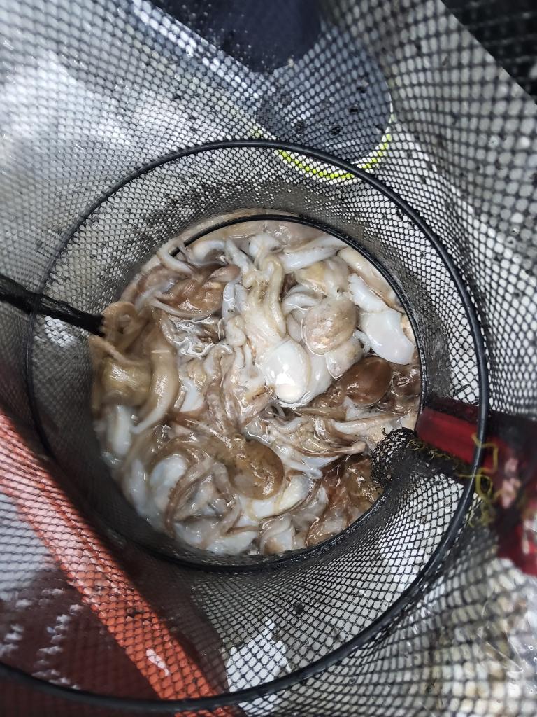 낚시뚜,쭈꾸미,오천항,푸르러호(뉴해양호),낚시뚜0