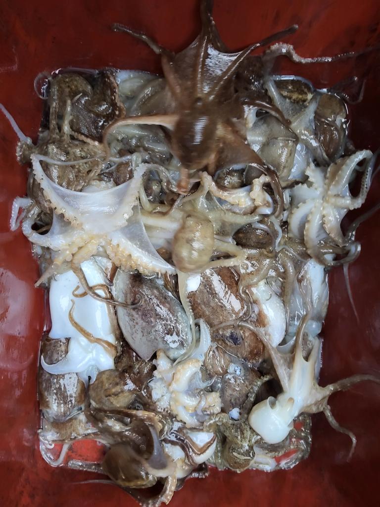 낚시뚜,쭈꾸미,오천항,푸르러호(뉴해양호),낚시뚜3