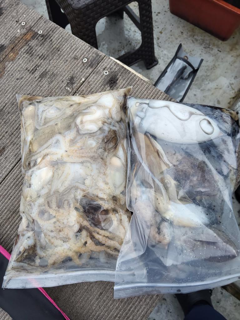 낚시뚜,쭈꾸미,오천항,푸르러호(뉴해양호),낚시뚜6