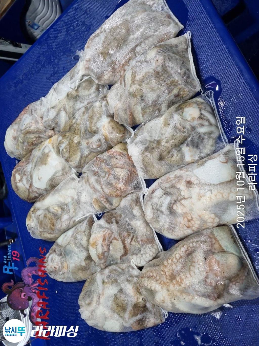 낚시뚜,돌문어,속천항(진해),라라피싱,낚시뚜23