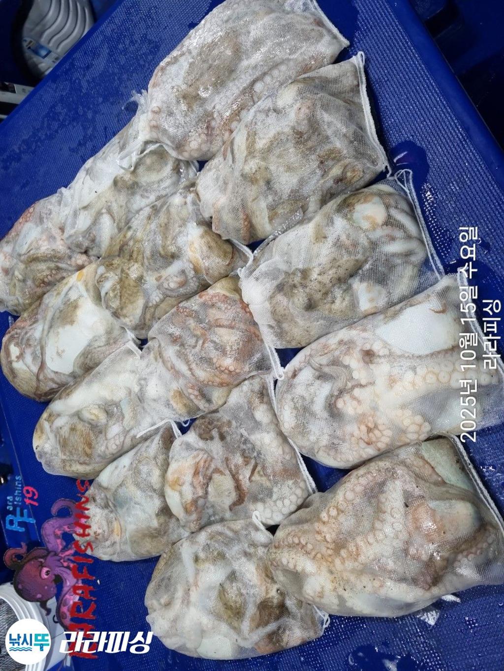낚시뚜,돌문어,속천항(진해),라라피싱,낚시뚜22