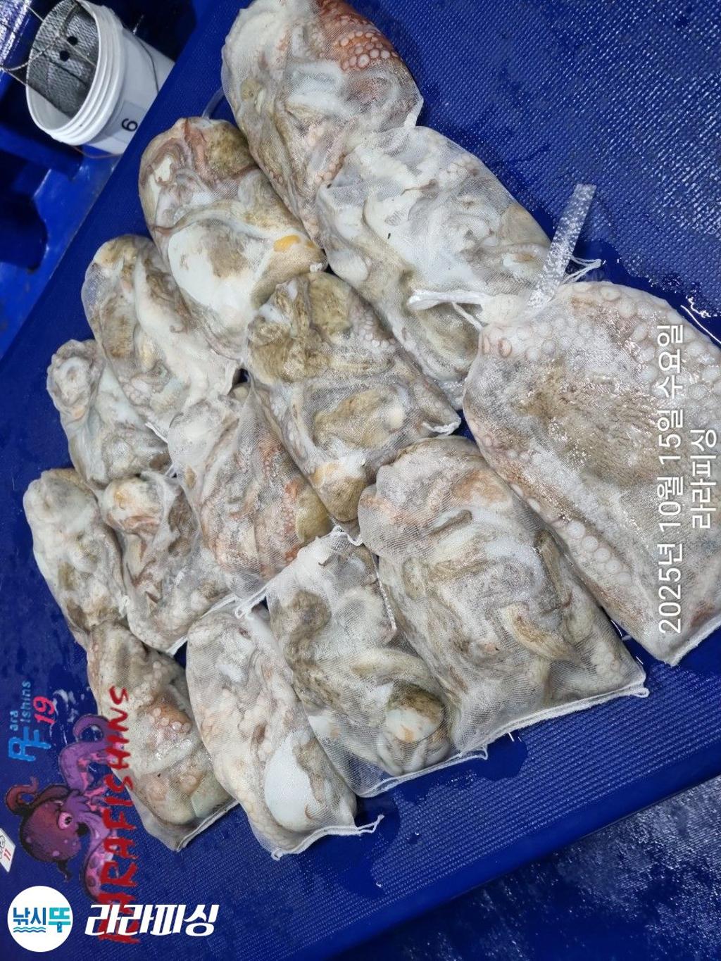 낚시뚜,돌문어,속천항(진해),라라피싱,낚시뚜21