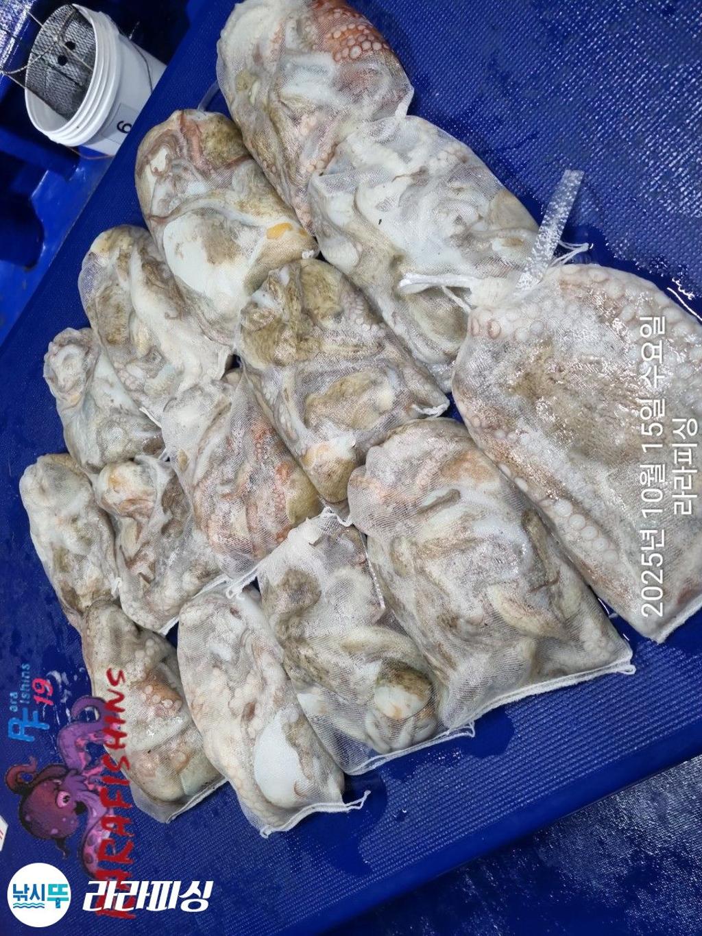 낚시뚜,돌문어,속천항(진해),라라피싱,낚시뚜20