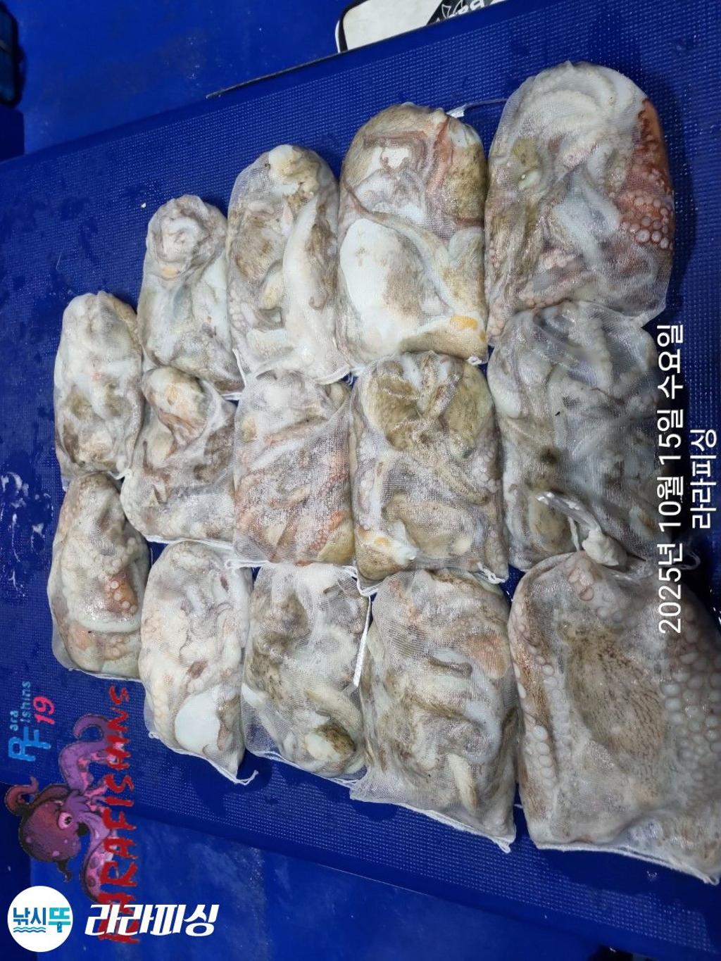 낚시뚜,돌문어,속천항(진해),라라피싱,낚시뚜19