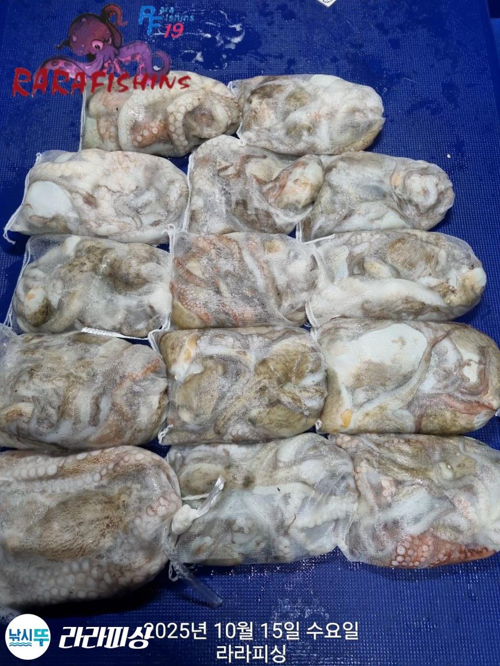 낚시뚜,돌문어,속천항(진해),라라피싱,낚시뚜17
