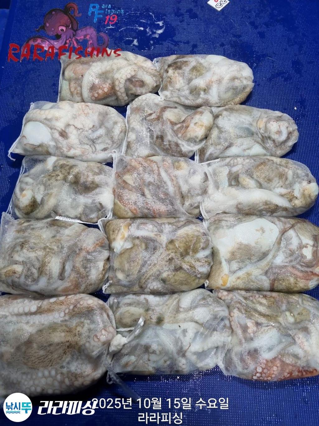 낚시뚜,돌문어,속천항(진해),라라피싱,낚시뚜16