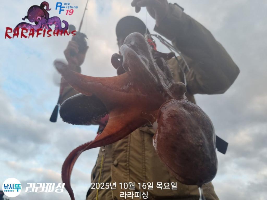낚시뚜,돌문어,속천항(진해),라라피싱,낚시뚜0