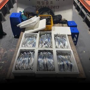 조황, [목포갈치낚시]16일 내만갈치조황 목포포인트낚시