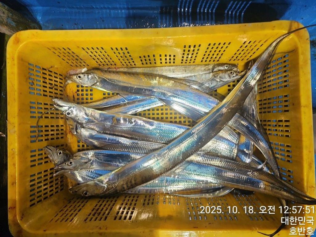 낚시뚜,갈치,통영 신전항,통영호반호,낚시뚜54
