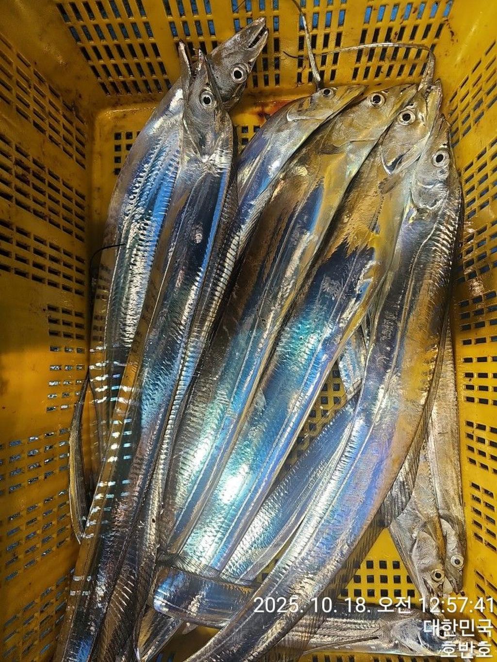 낚시뚜,갈치,통영 신전항,통영호반호,낚시뚜53