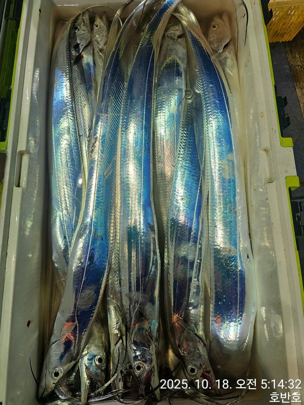 낚시뚜,갈치,통영 신전항,통영호반호,낚시뚜52