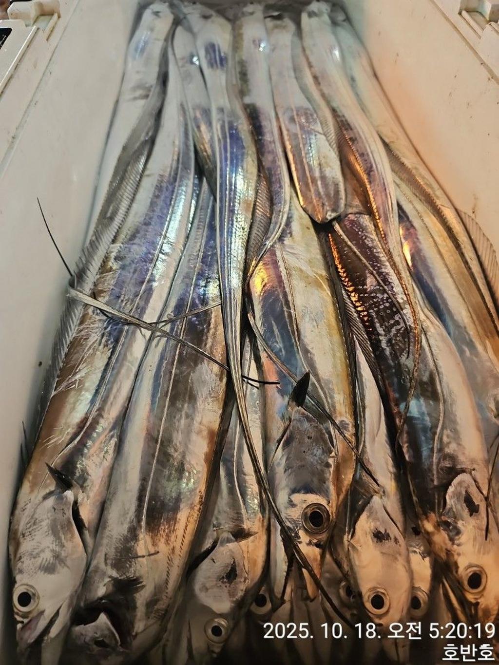 낚시뚜,갈치,통영 신전항,통영호반호,낚시뚜46