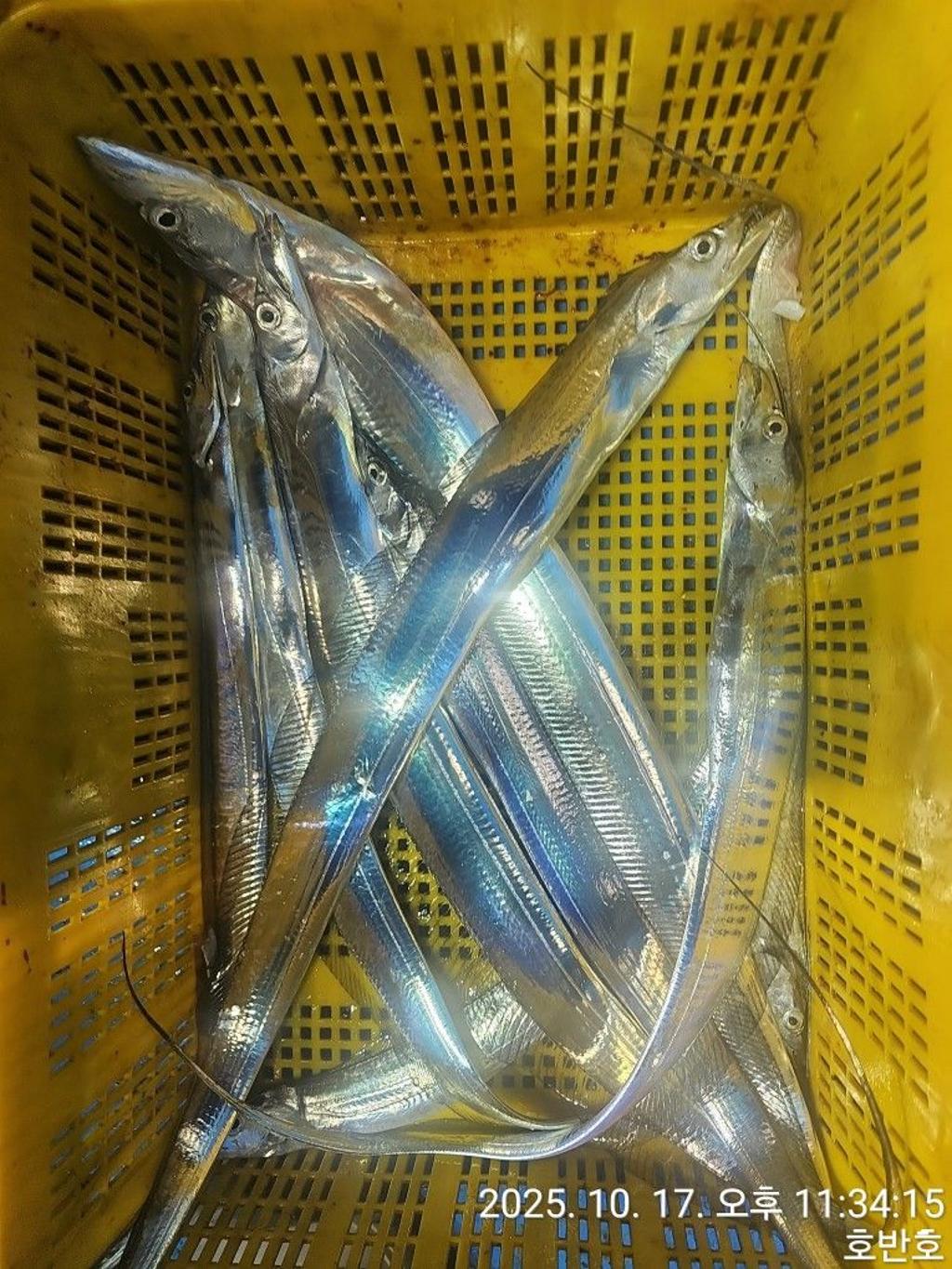 낚시뚜,갈치,통영 신전항,통영호반호,낚시뚜33