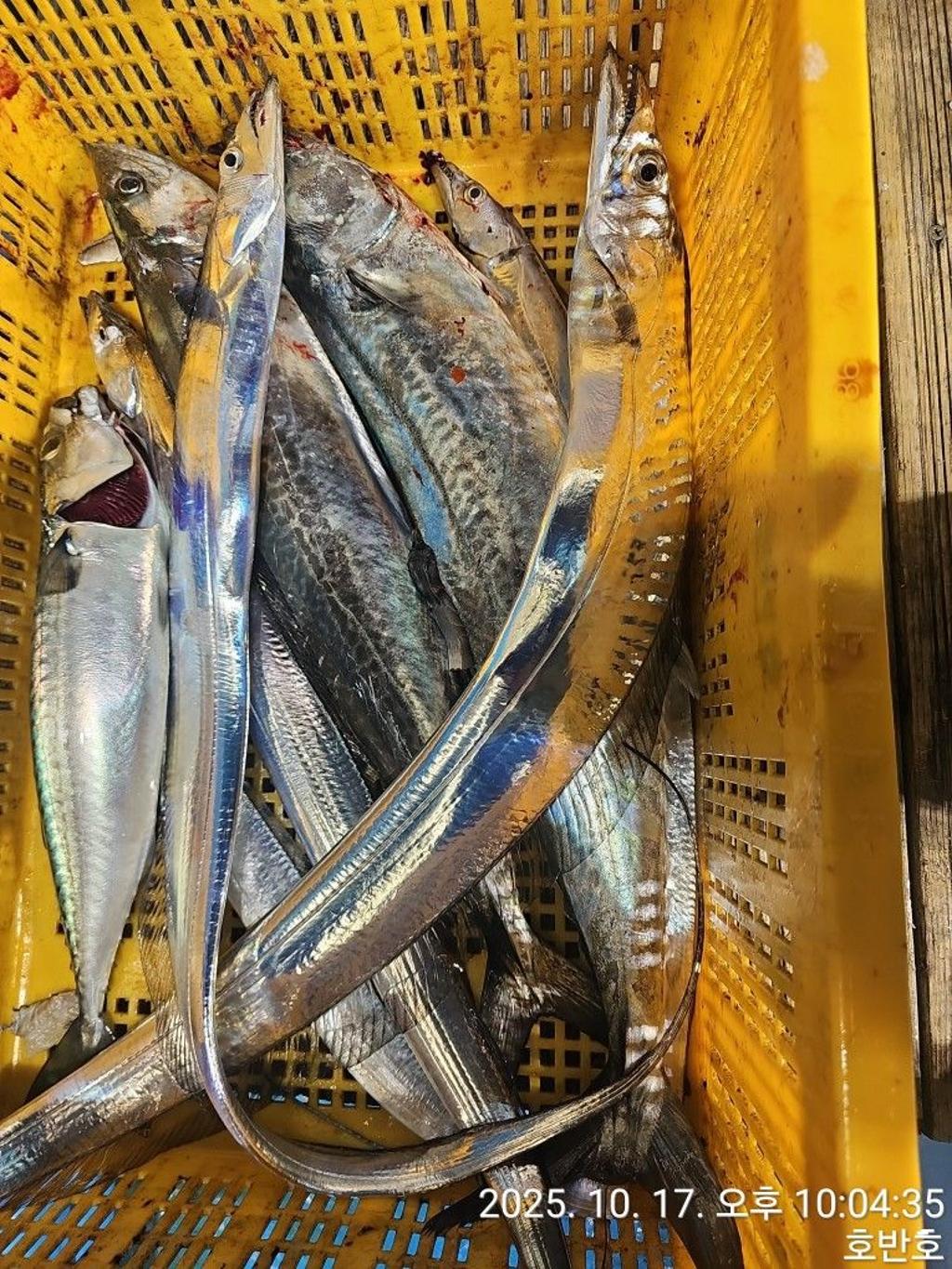 낚시뚜,갈치,통영 신전항,통영호반호,낚시뚜30