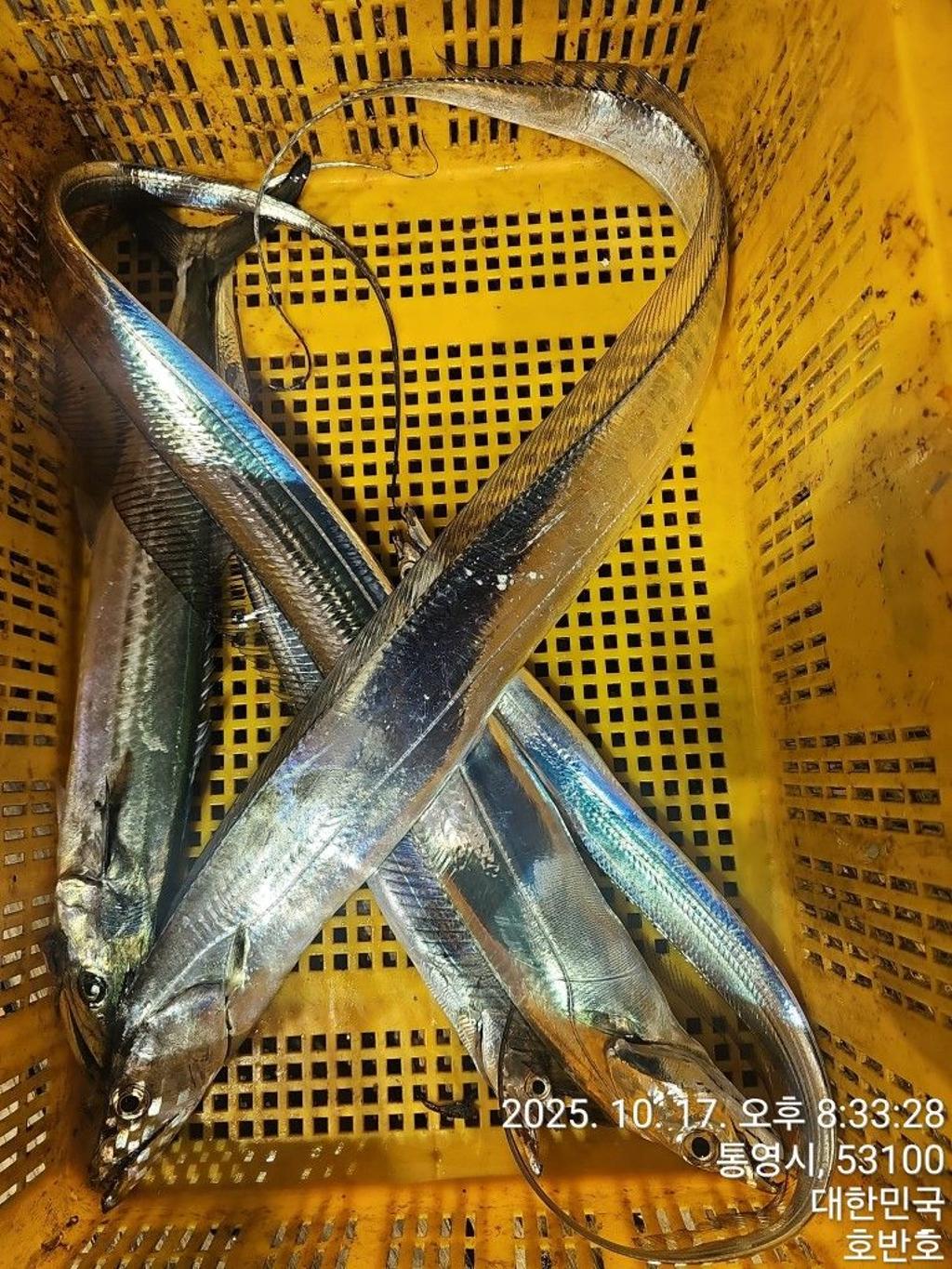낚시뚜,갈치,통영 신전항,통영호반호,낚시뚜29
