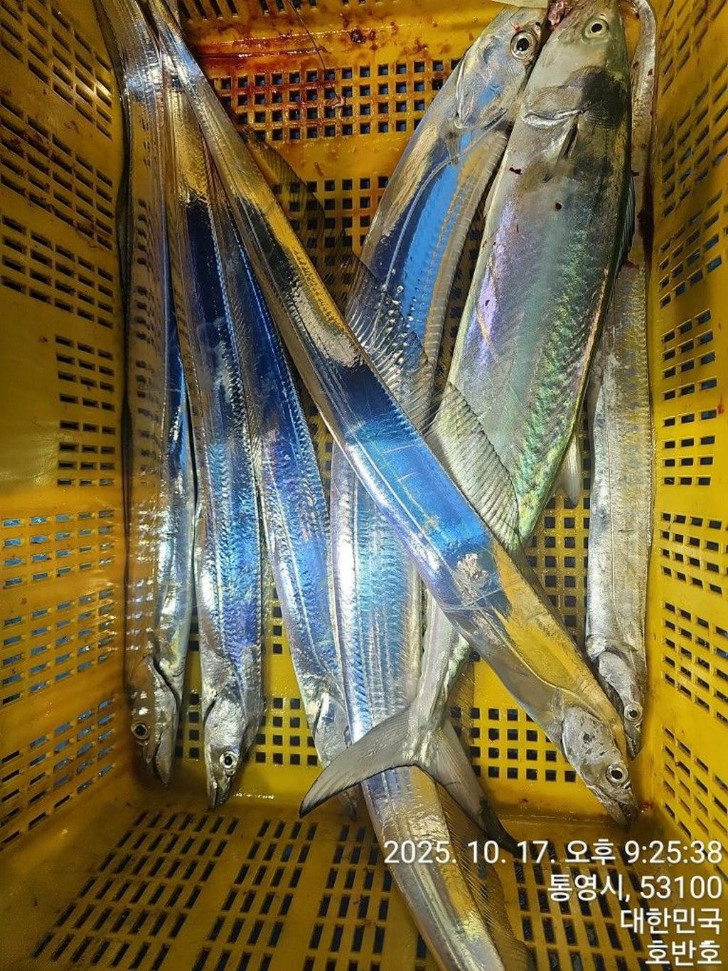 낚시뚜,갈치,통영 신전항,통영호반호,낚시뚜17
